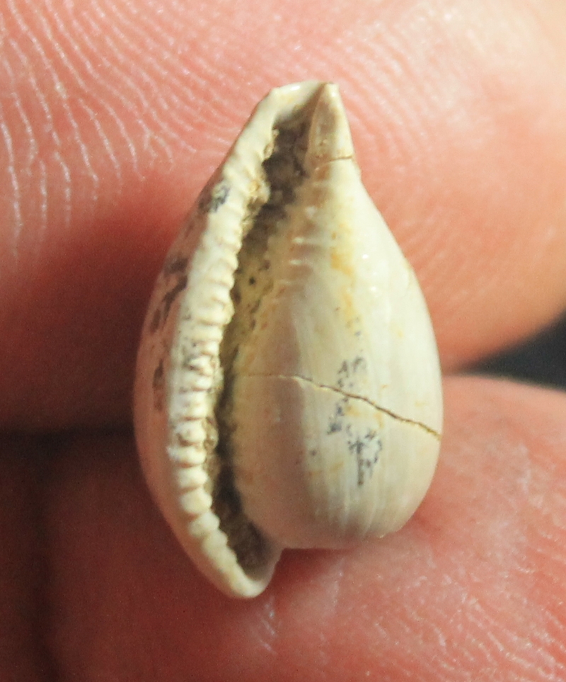  Notoluponia pyrulata