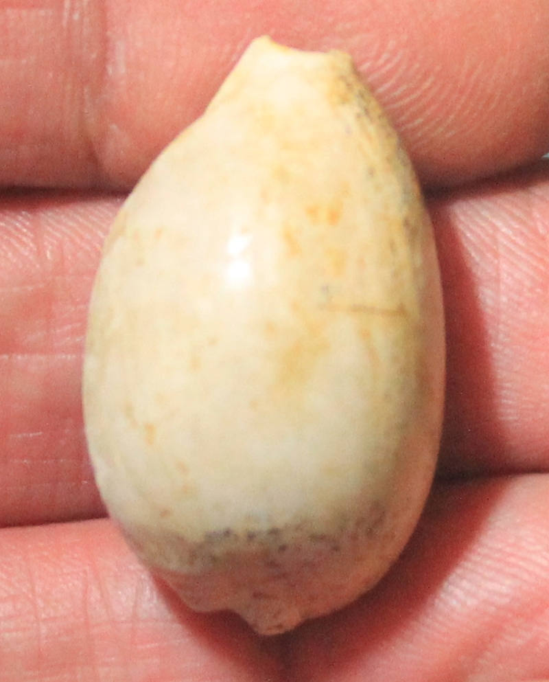  Austrocypraea scalena