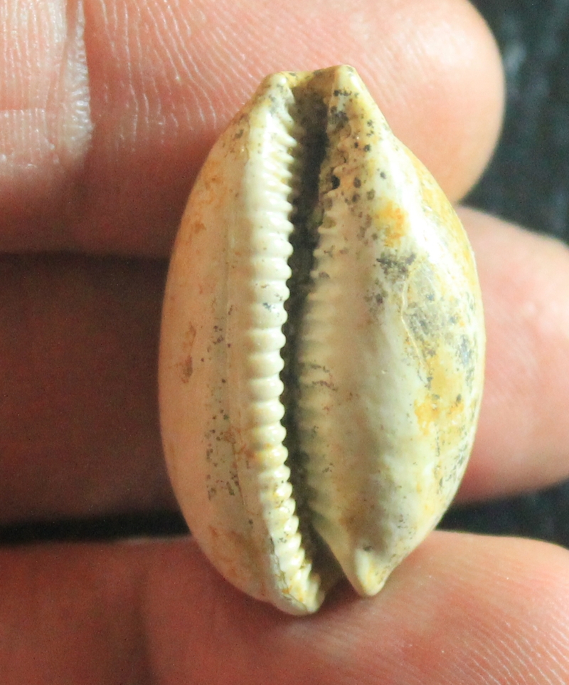  Austrocypraea scalena