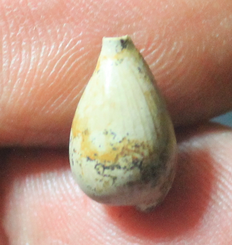  Notoluponia subpyrulata