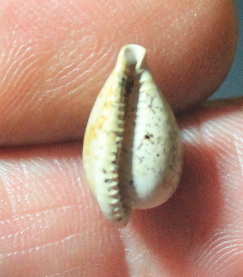  Notoluponia subpyrulata
