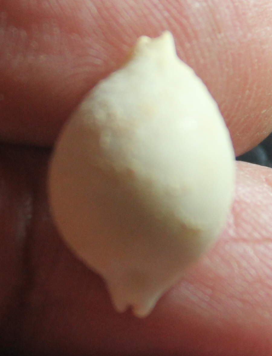  Cypraea cicercula