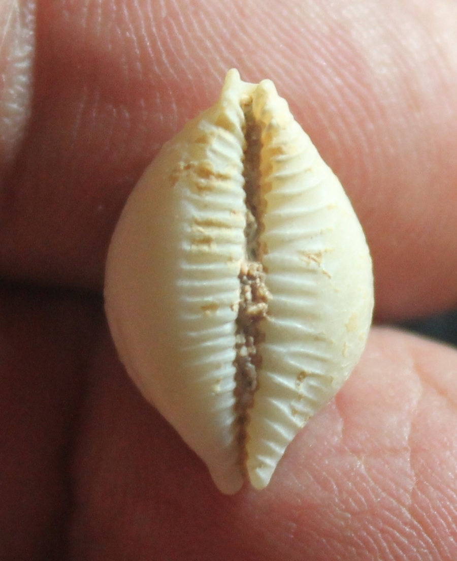  Cypraea cicercula