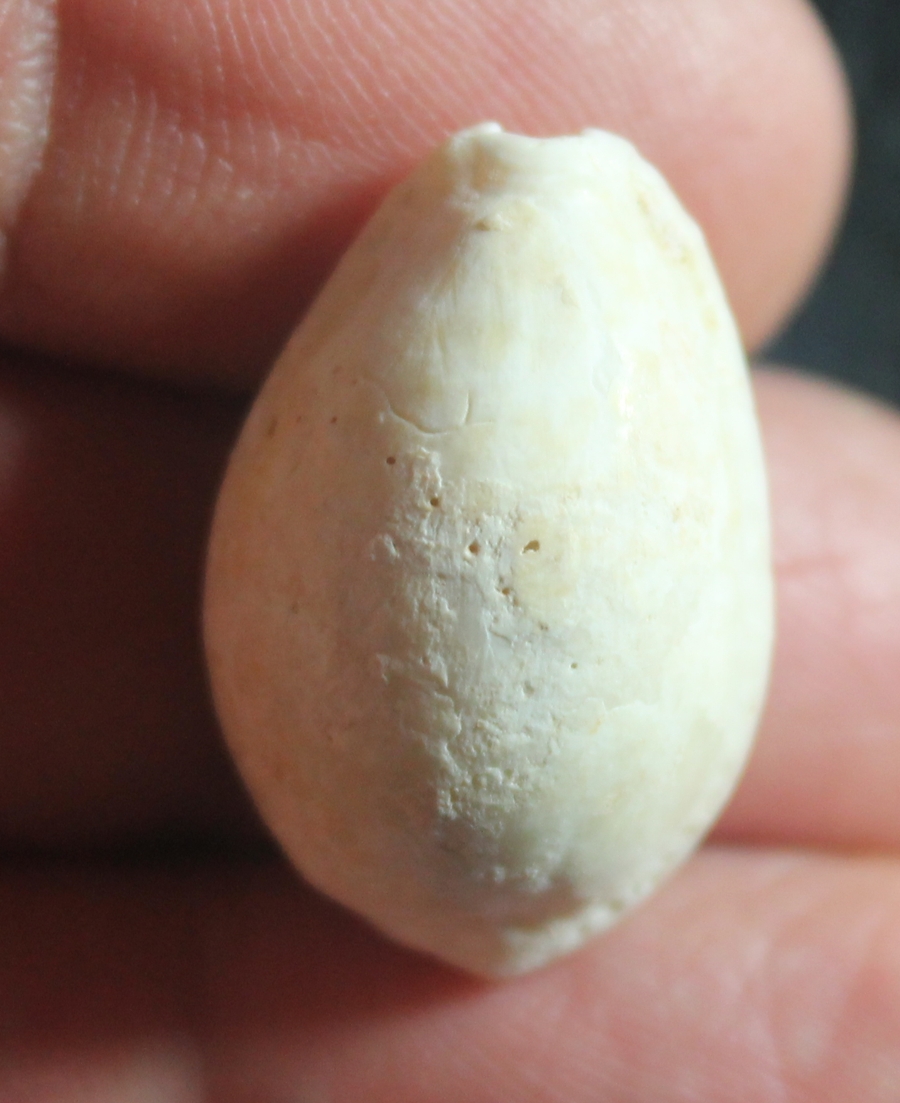  Cypraea helova
