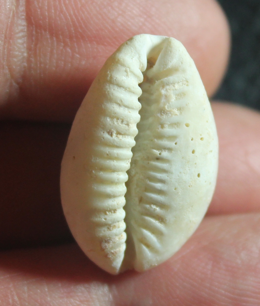  Cypraea helova
