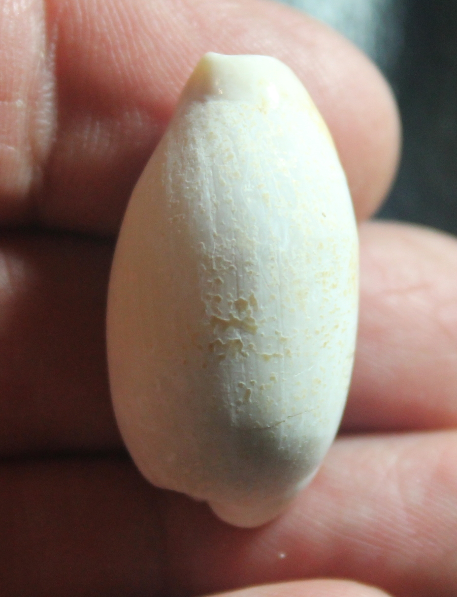  Cypraea cylindrical