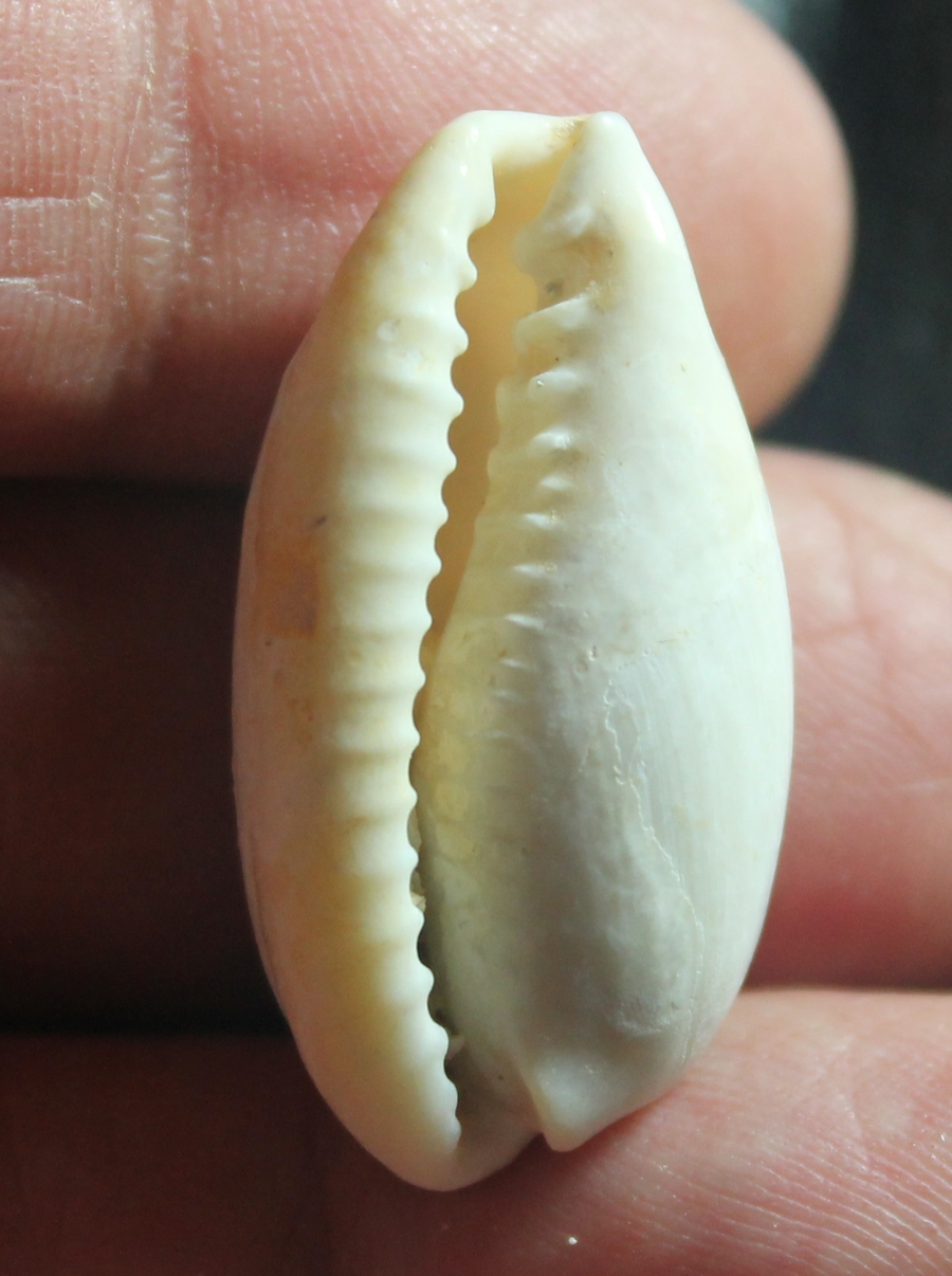  Cypraea cylindrical