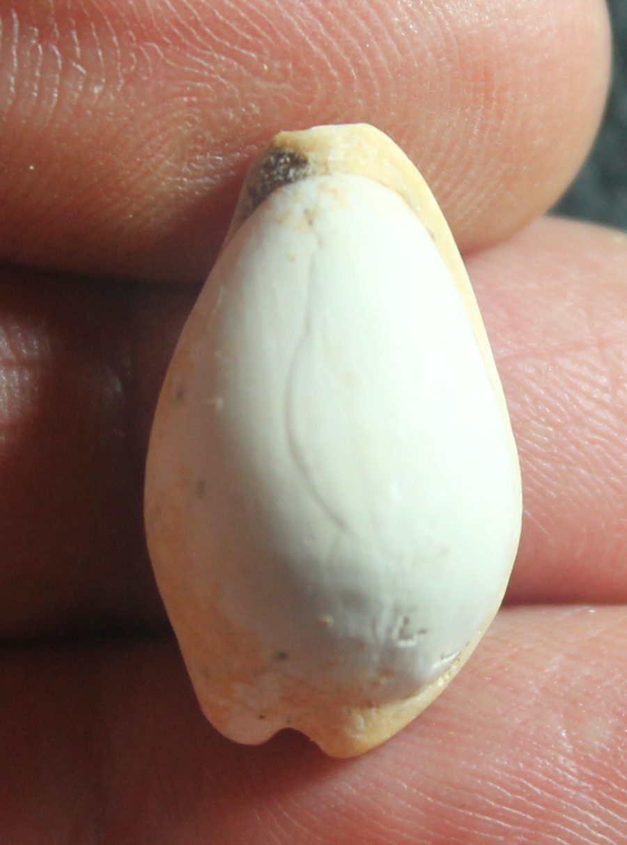  Notocypraea darraghi