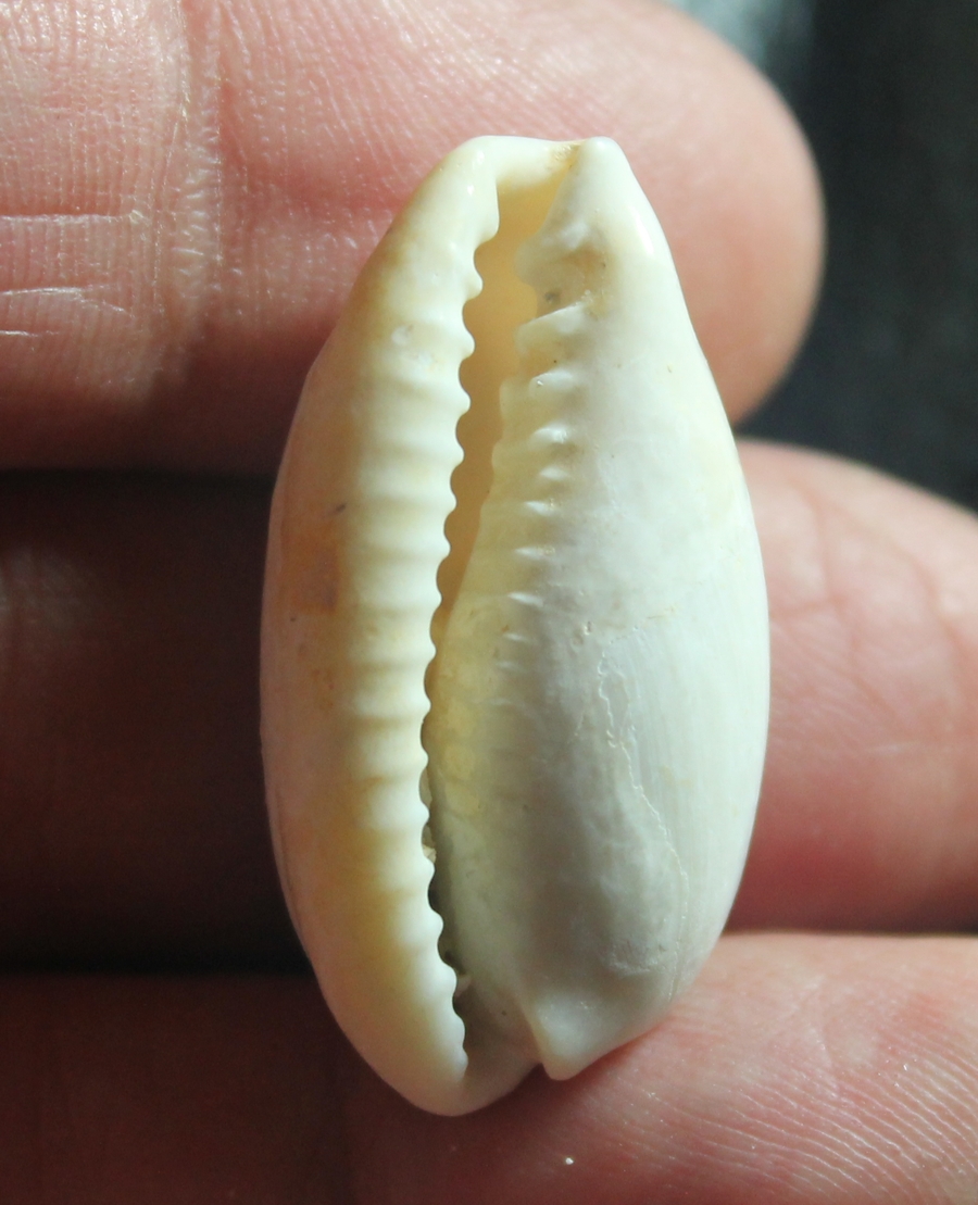  Notocypraea darraghi