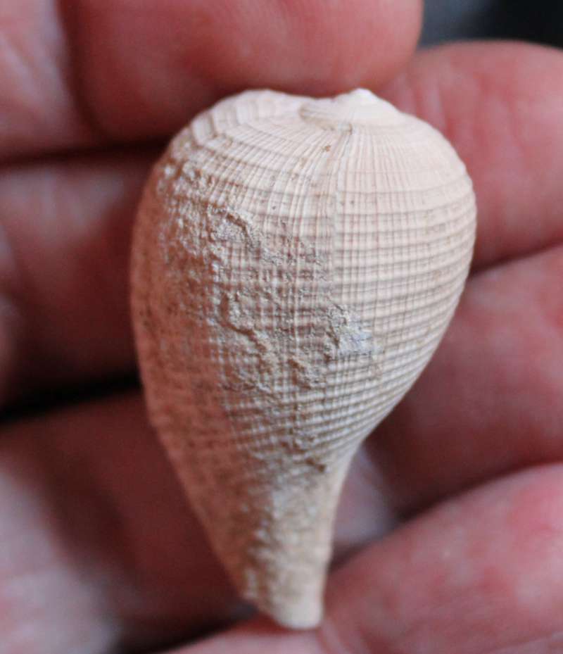  Ficus conditus 