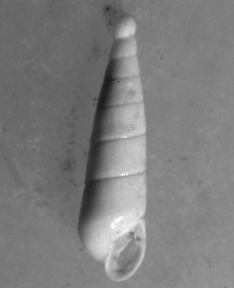  Melanella polita