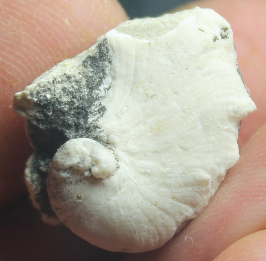 Nanogyra virgula