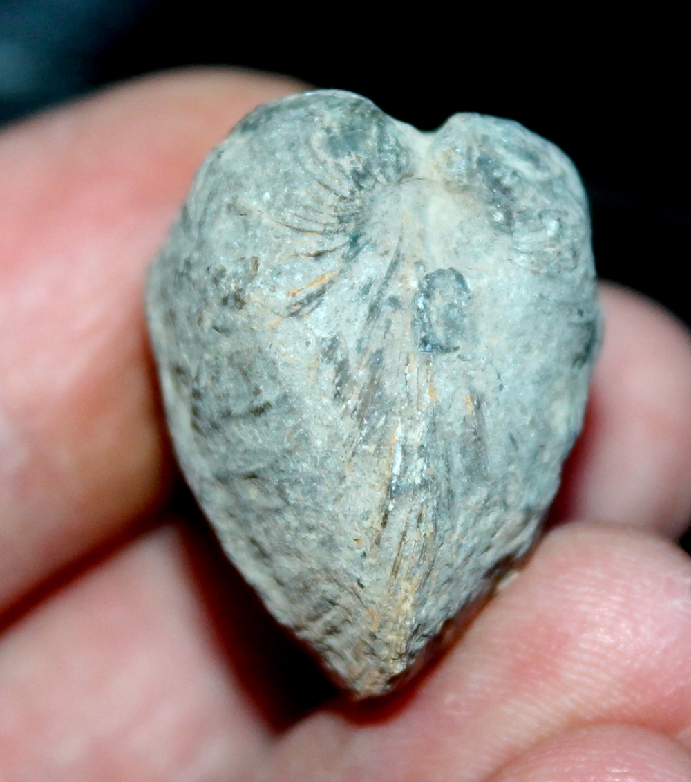 Cretaceous fossil