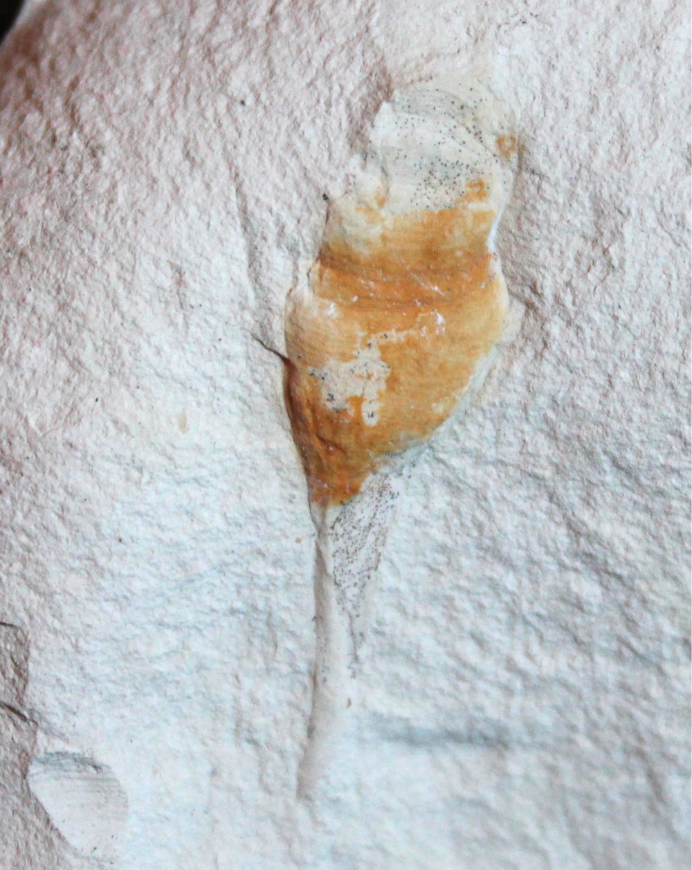 Cretaceous fossil