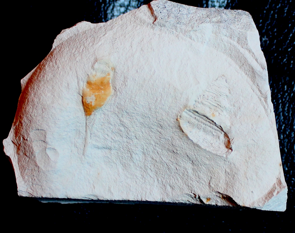 Cretaceous fossil