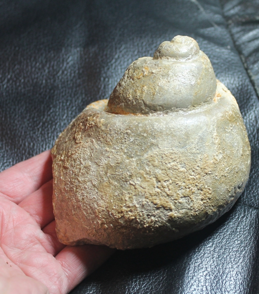 Fossil Trochus