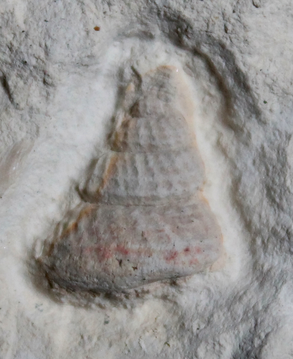 Cretaceous fossil