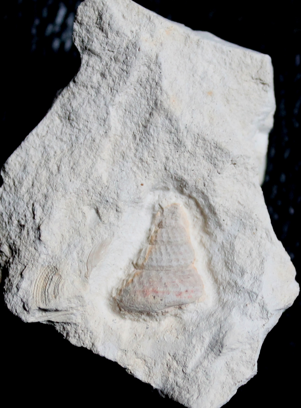 Cretaceous fossil