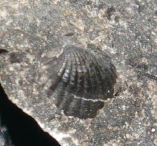 Buchiola retrostriata