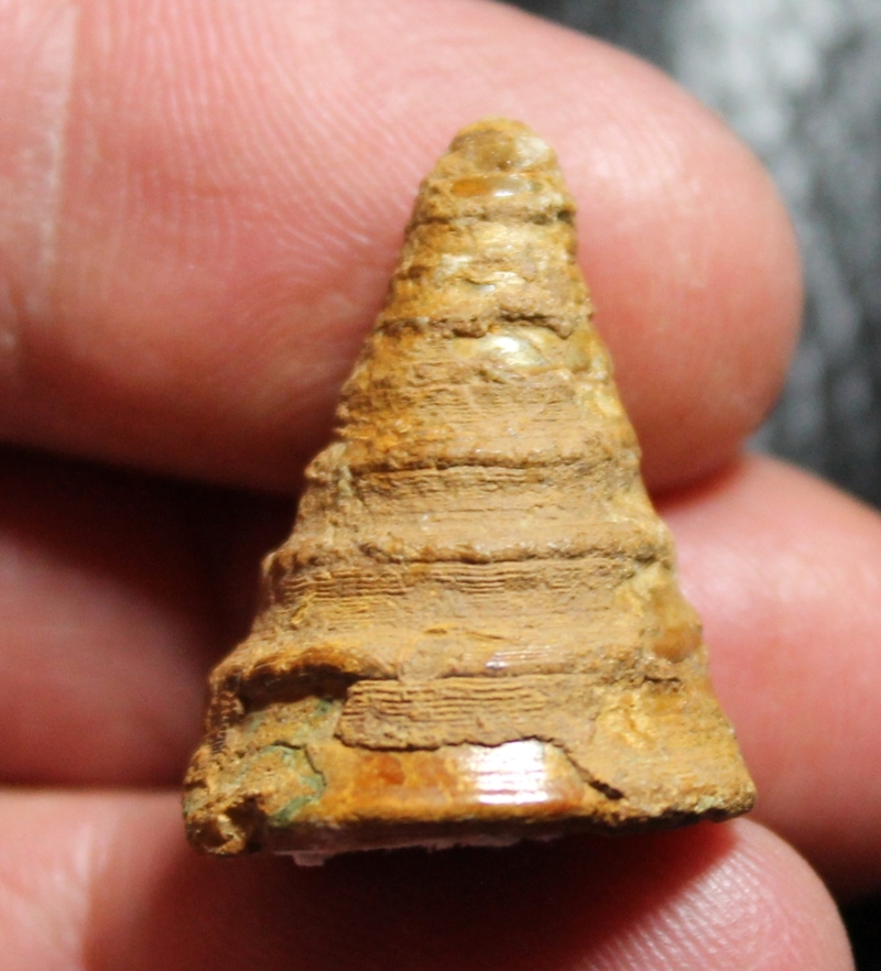 Pyrgotrochus culminatus
