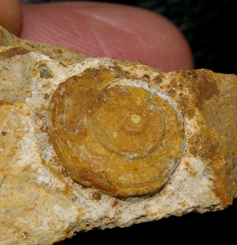 Obornella