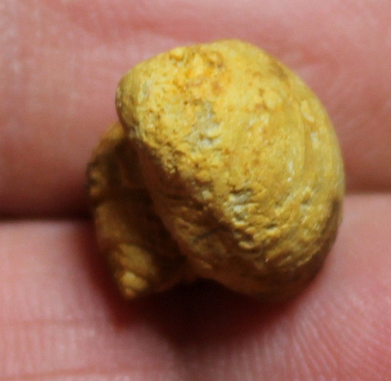 Montreuilbellona granaria