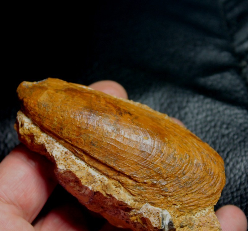 Myoconcha
