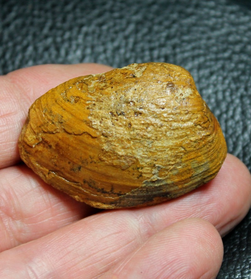 Pleuromya