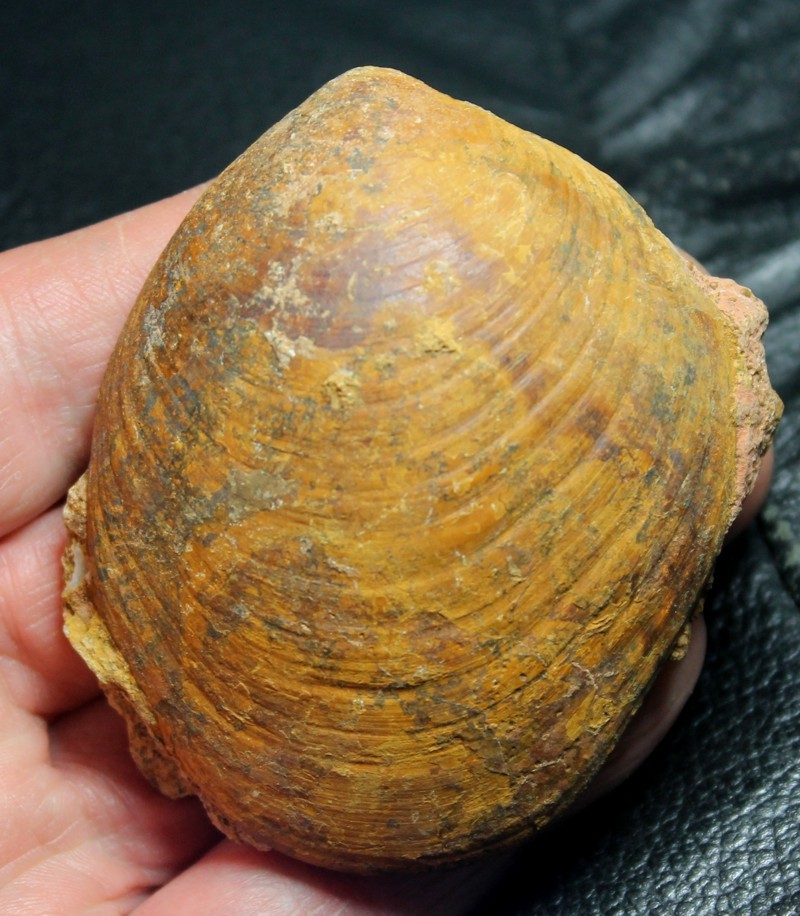 Astarte obliqua