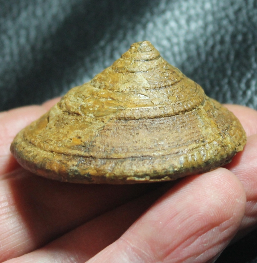 Pyrgotrochus macrocephalus