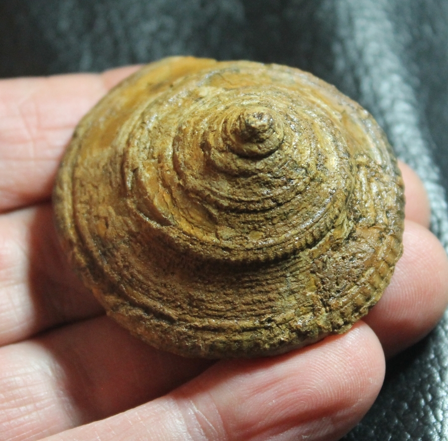 Pyrgotrochus macrocephalus