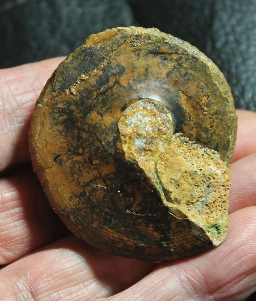 Pyrgotrochus macrocephalus