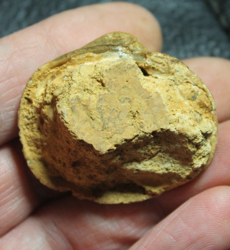 Mactromya