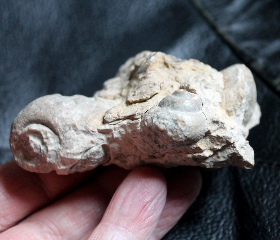 fossil cluster