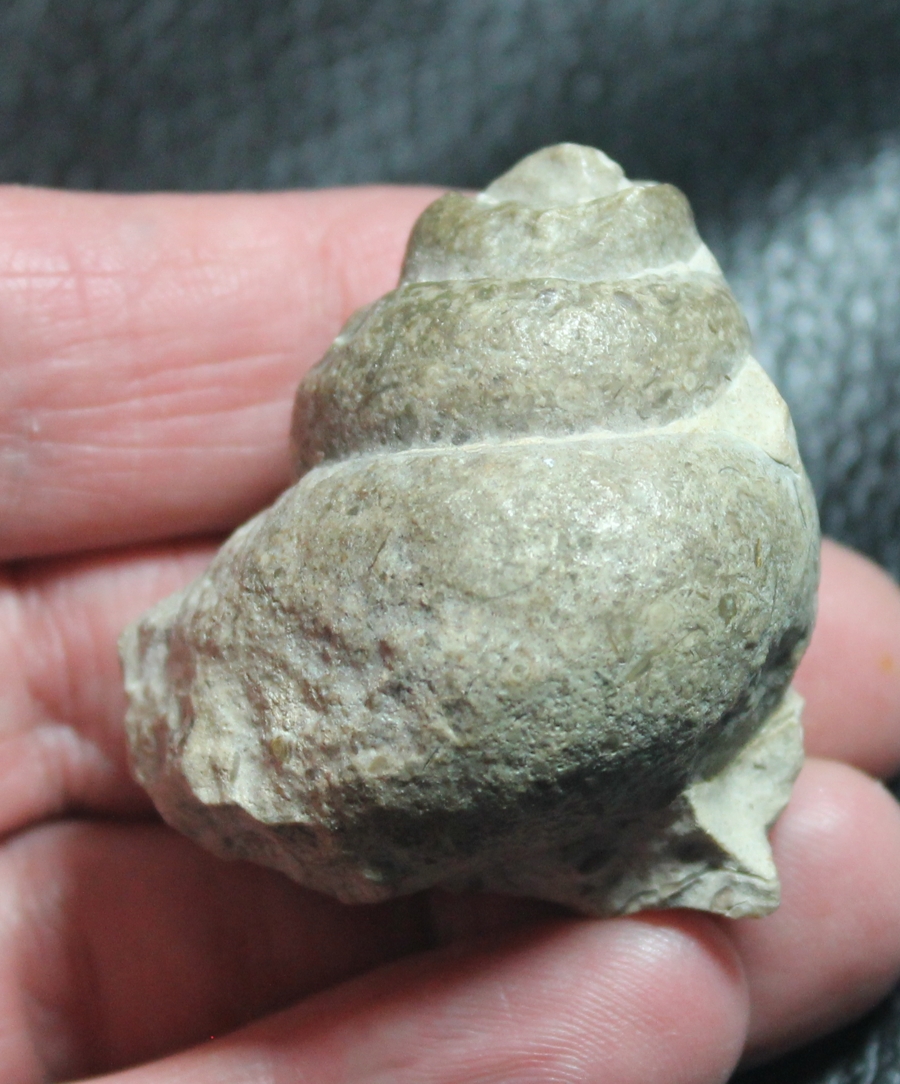 fossil gastropod