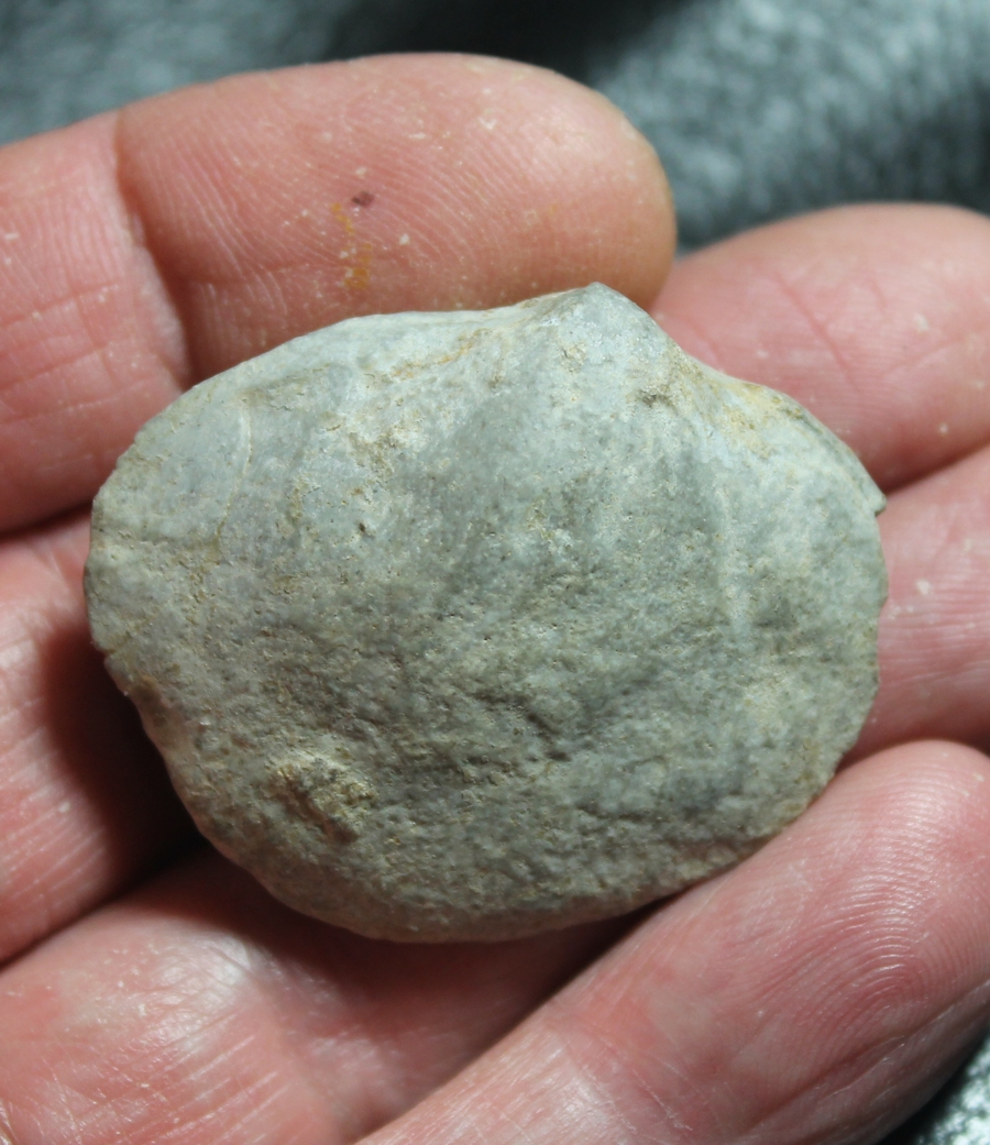 fossil bivalvia