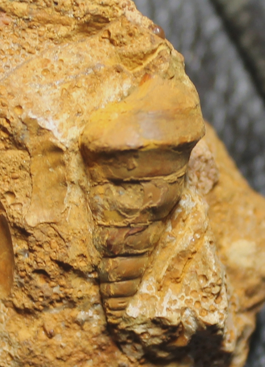 fossil Aporrhais