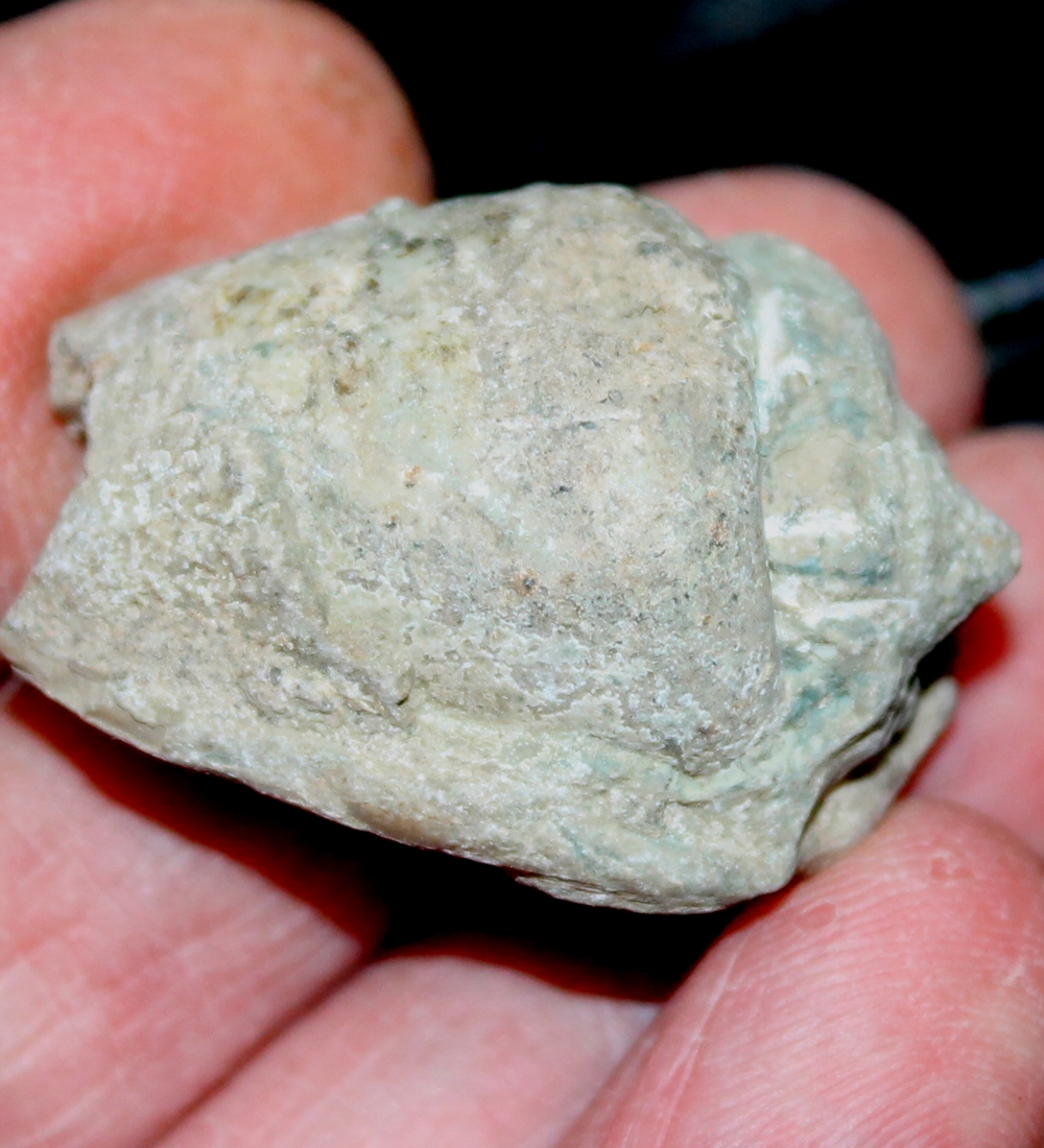 fossil Strombus
