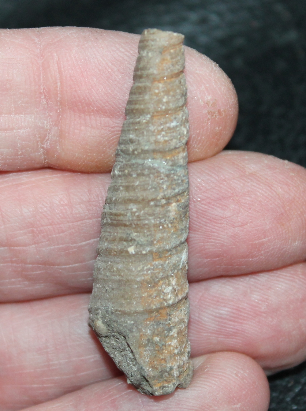 fossil Turritella