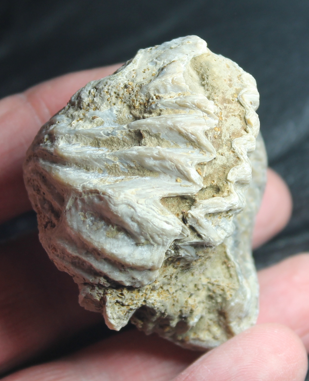 fossil oyster