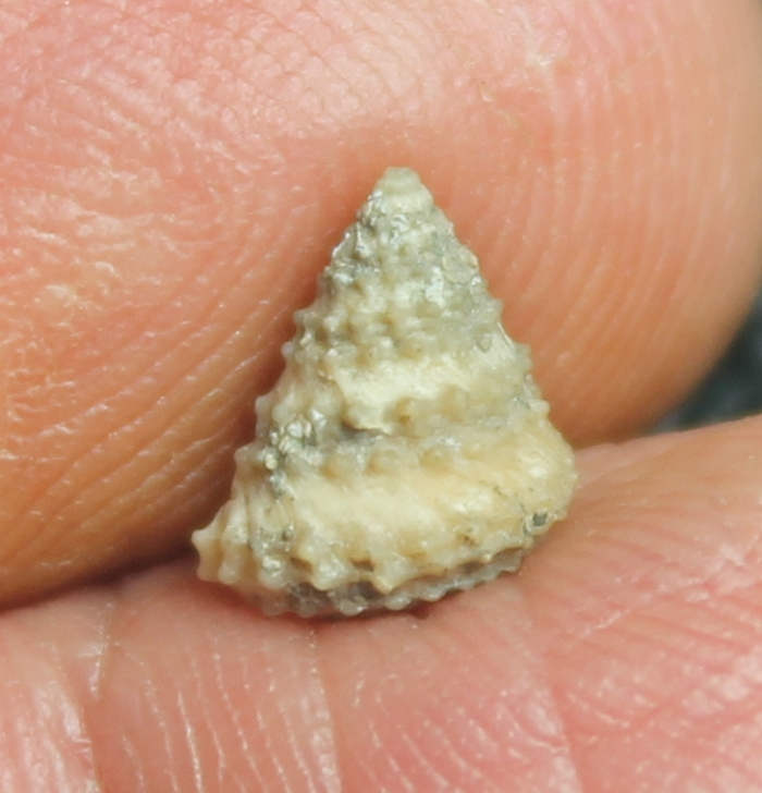 Calliotropis biarmata