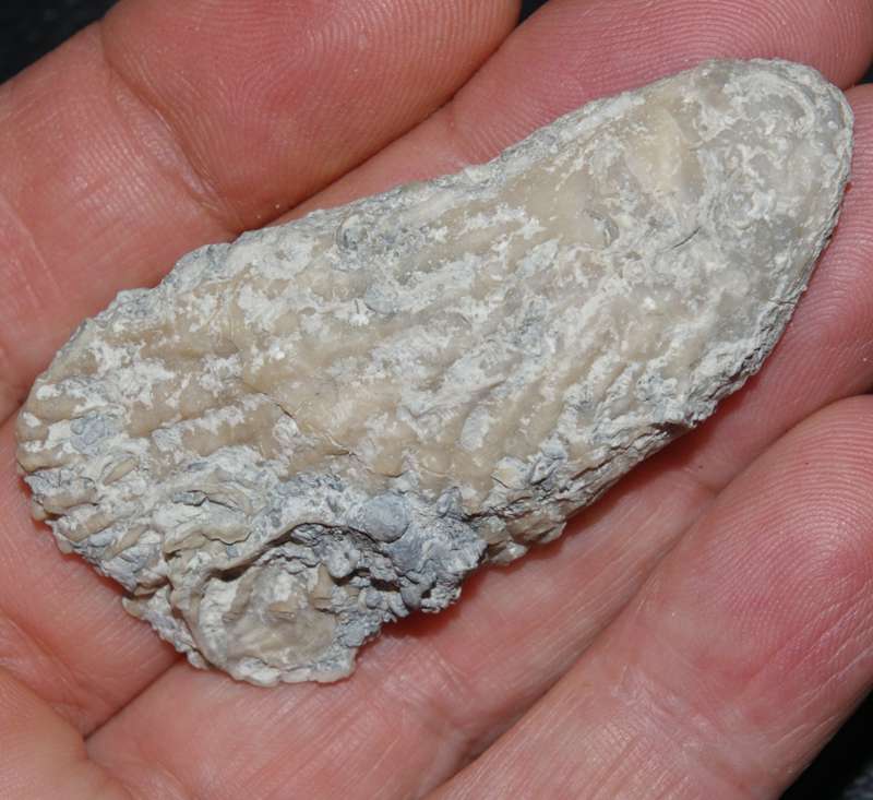 Jurassic, Kimmeridgian fossil oyster Actinostreon gregareum