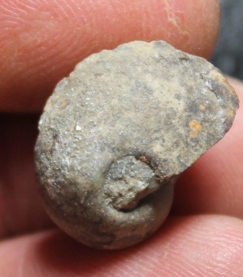 Ordovician fossil gastropod
