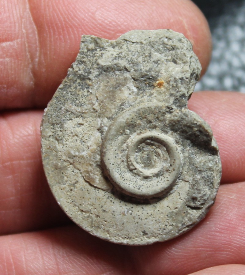 Ordovician fossil gastropod