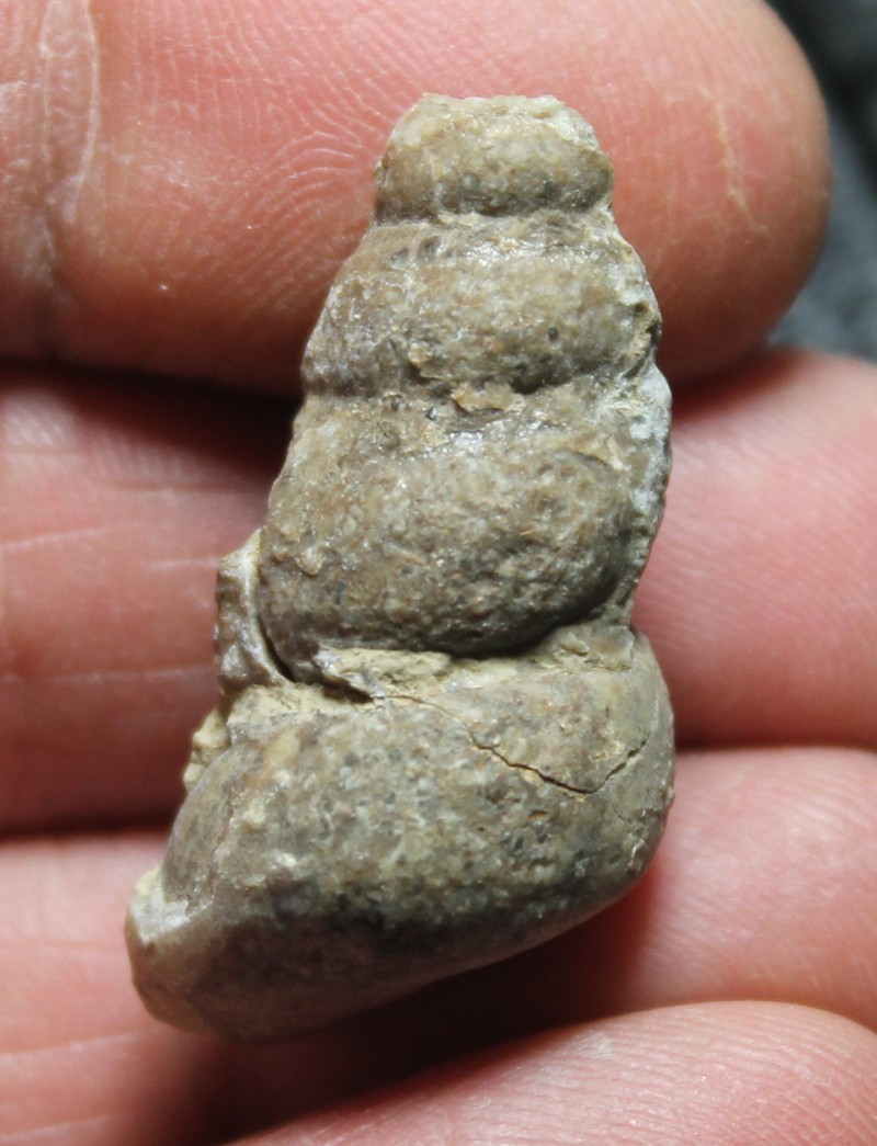 Ordovician fossil gastropod