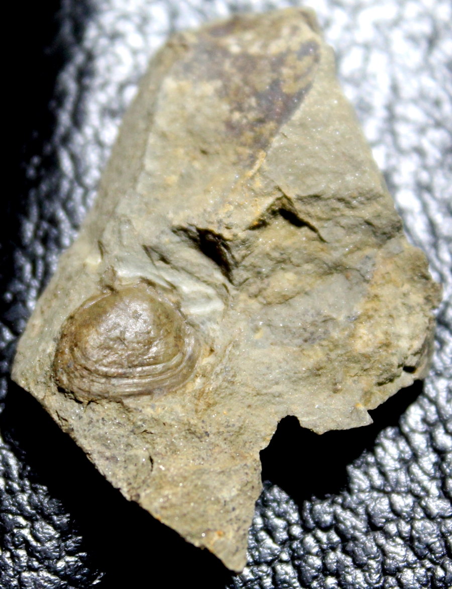 Slava bohemica
