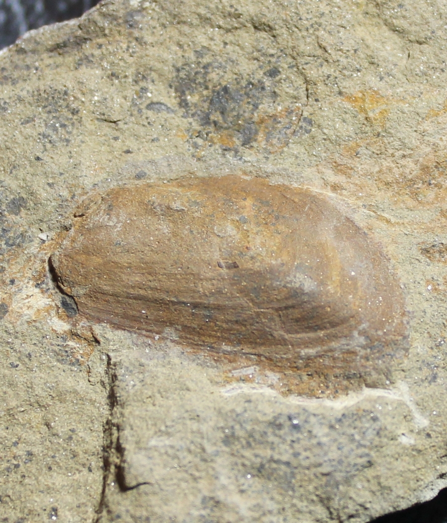 Actinopteria migrans
