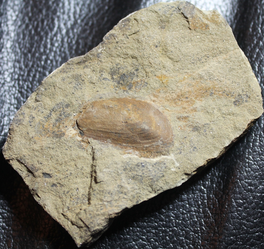 Actinopteria migrans
