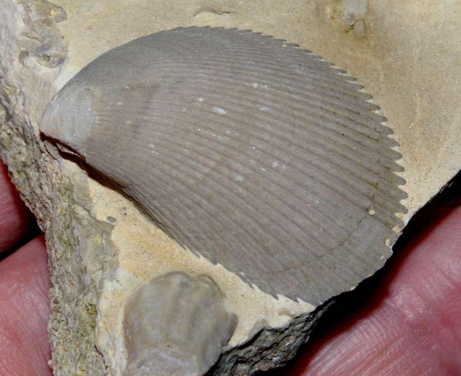 Lima acutecostata Lower Muschelkalk bivalvia