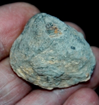  Corbicula laletana
